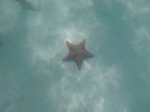 stella marina isola Catalina