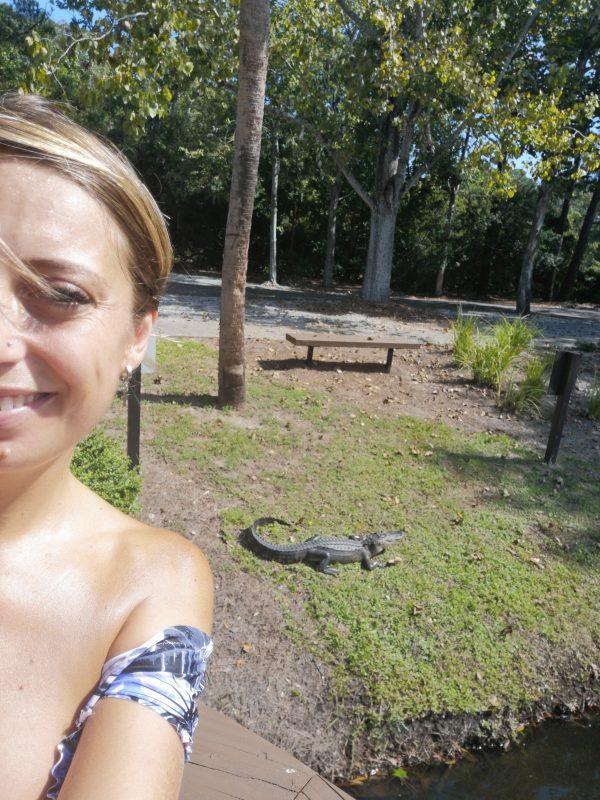 alligatore in Georgia