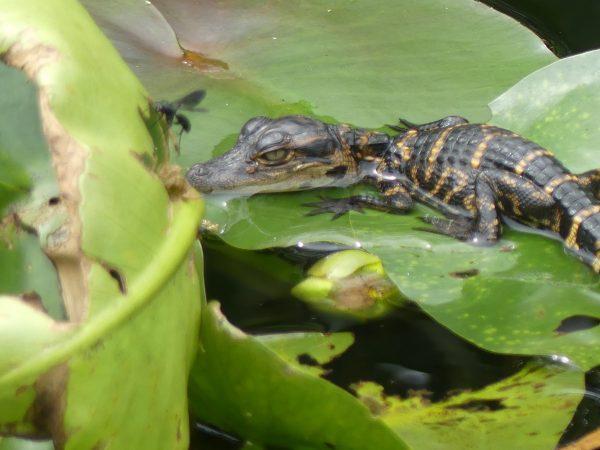 alligatori alle Everglades