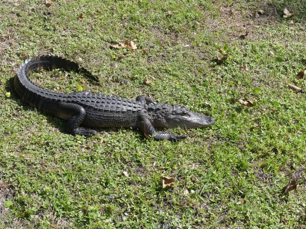 alligatori Sud Carolina