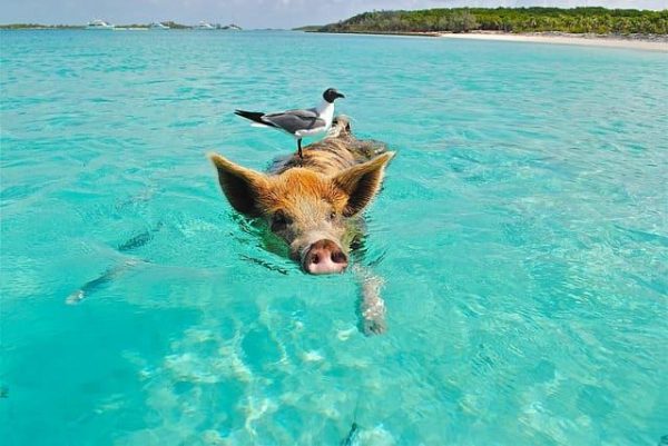 spiaggia dei maiali Bahamas