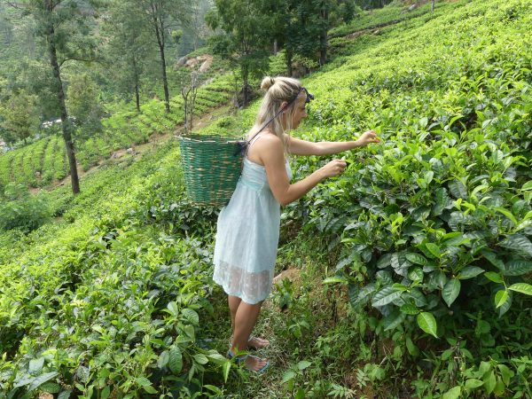 piantagione tè Glenloch Sri Lanka