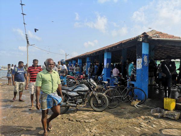 mercato del pesce di Jaffna Sri Lanka