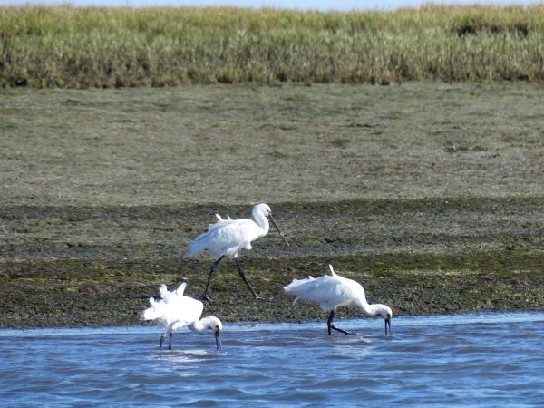 birdwatching Ria Formosa Algarve