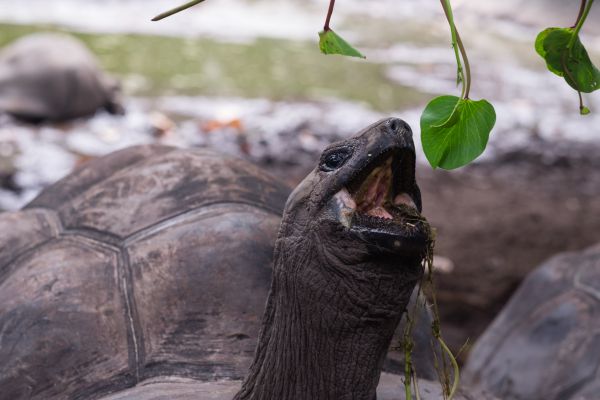 Seychelles tartarughe giganti