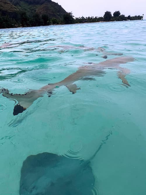 snorkeling squali Moorea