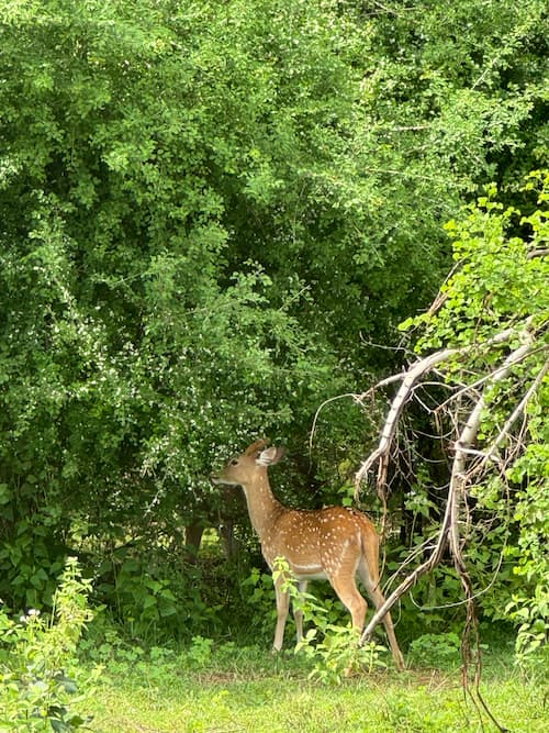 dove fare safari in Sri Lanka
