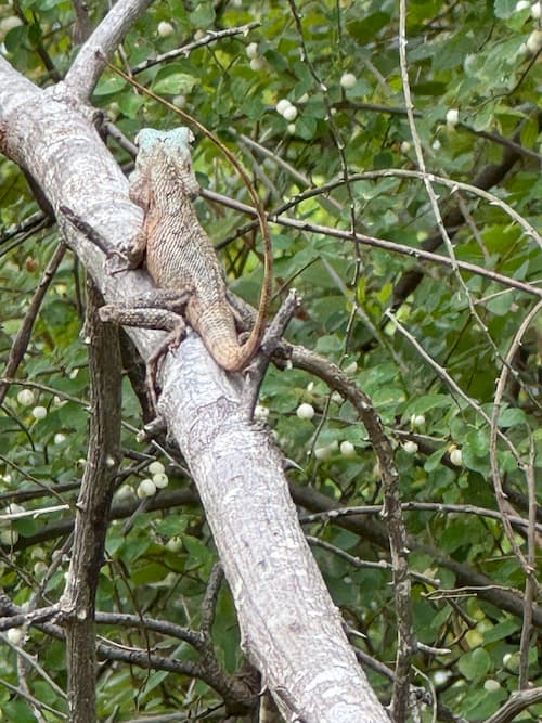 safari Udawalawe Sri Lanka