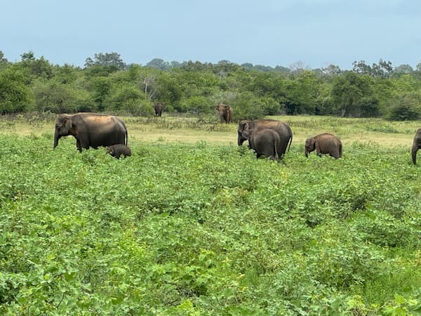 elefanti parco nazionale Udawalawe