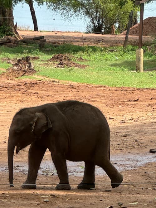 cuccioli elefante Sri Lanka