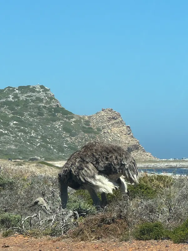 sicurezza stradale Sudafrica