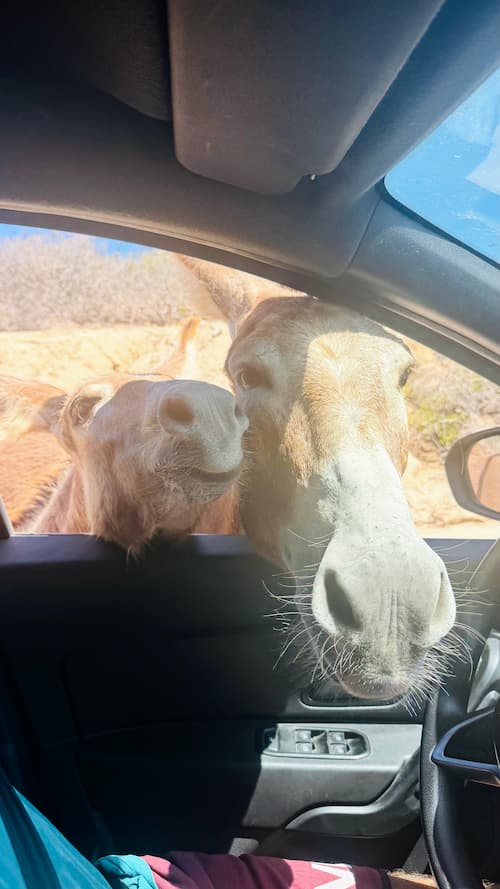la fortuna beach asini