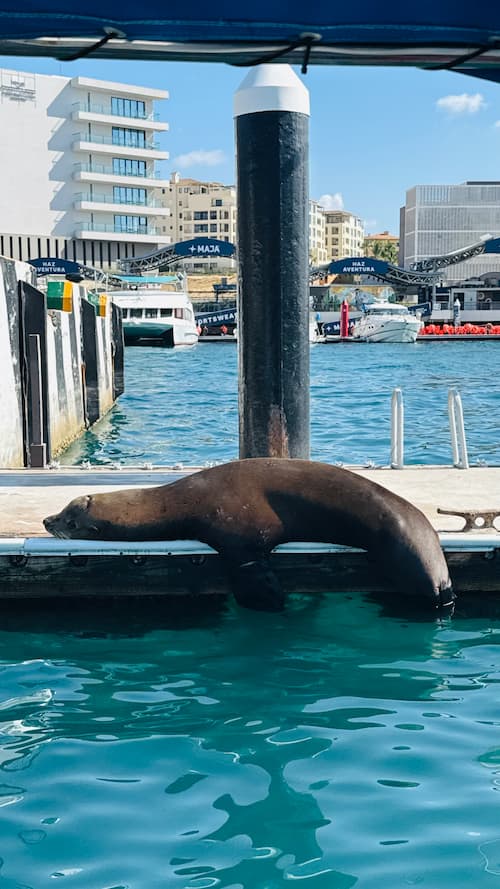 leoni marini cabo san lucas