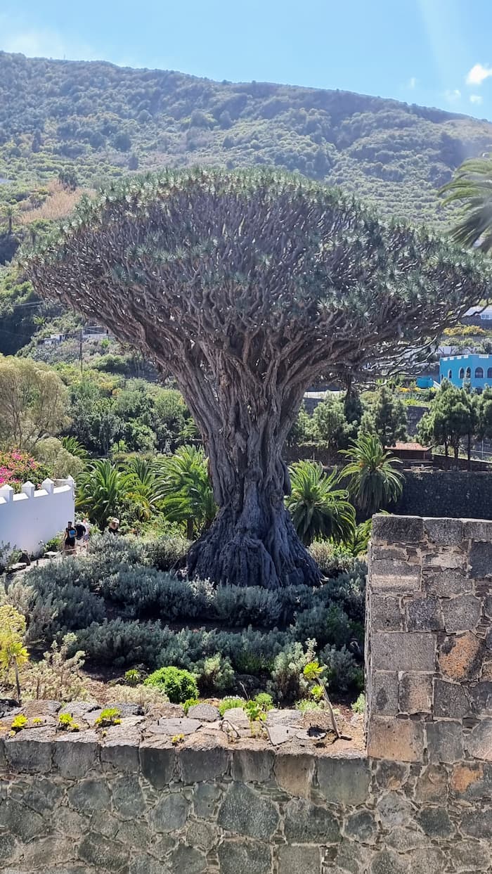 drago millenario tenerife