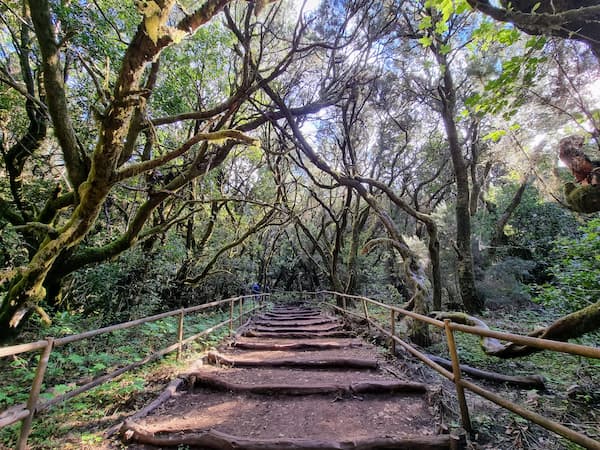 parco Garajonay la Gomera